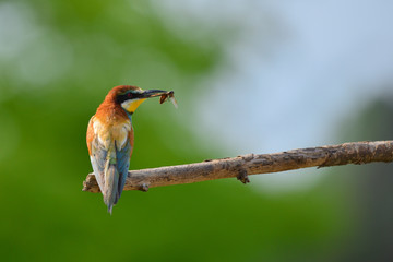 Obraz premium European bee-eater (Merops apiaster) in natural habitat