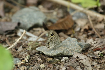 Naklejka premium butterfly on a rock