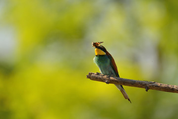 European bee-eater (Merops apiaster) in natural habitat
