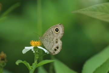 butterfly on a flower