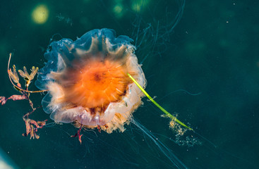 Meduza w morzu bałtyckim © Dreamnordno