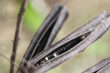 very funny plants in nature