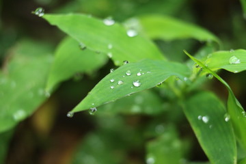 water drops on green leaf