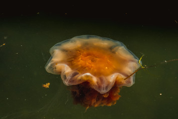 Meduza w morzu bałtyckim