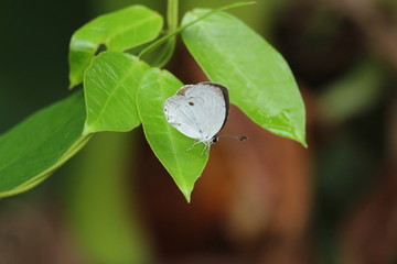green leaf with butterfly