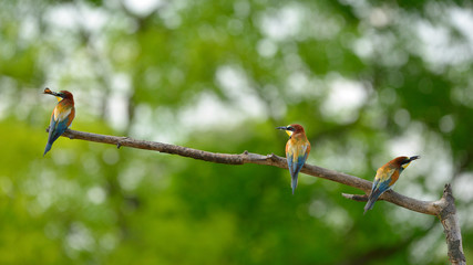 European bee-eater (Merops apiaster) in natural habitat