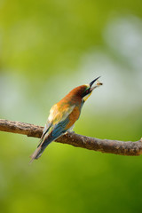 European bee-eater (Merops apiaster) in natural habitat
