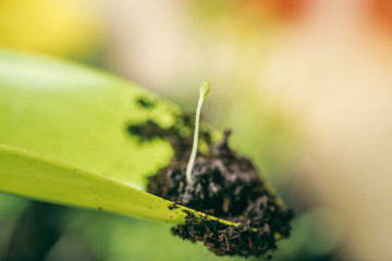 green seedling growing out of soil