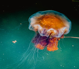 Meduza w morzu bałtyckim © Dreamnordno
