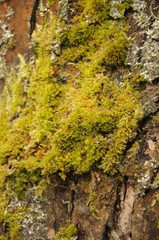 Yellow-green moss on the surface of tree bark close-up
