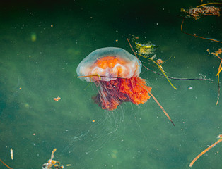 Meduza w morzu bałtyckim - obrazy, fototapety, plakaty