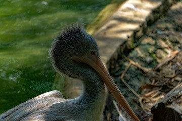 portrait of a pelican