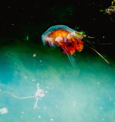 Meduza w morzu bałtyckim © Dreamnordno