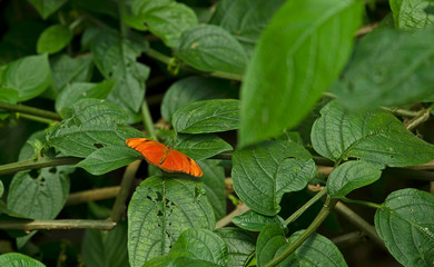 dryas iulia