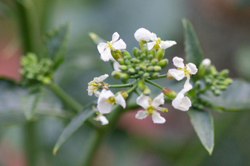 small white flower