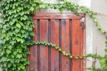 Red painted iron gate with ivy