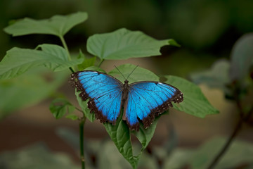 Morpho peleides butterfly
