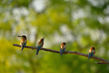 European bee-eater (Merops apiaster) in natural habitat