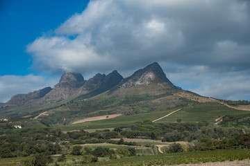 Vineyards in the Stellenbosch region of the Western Cape