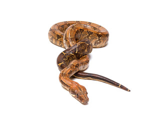 Python is wild snake isolated on white background.