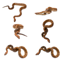 Eticulated Pythons set or Boa isolate on white background