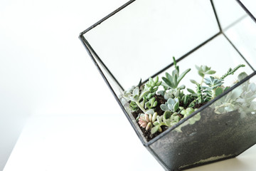 Close-up of a succulent against light grey background