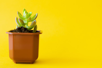 Potted house plant over a yellow bright background