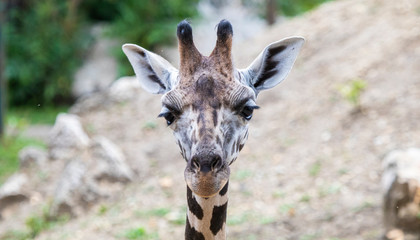 Giraffe portrait