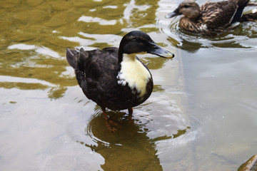 Patos en un parque con una charca.