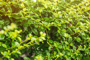 Beautiful green leaves and bright sun. Natural green plants background or wallpaper for copy space.