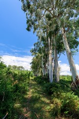 Fototapeta na wymiar eucalyptus trees in nature. tall trees against a blue sky. tropical plant