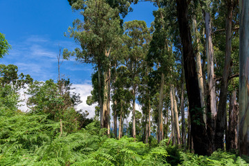 Fototapeta premium eucalyptus trees in nature. tall trees against a blue sky. tropical plant