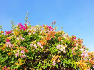 various colorful flower over blue sky, copy space. 