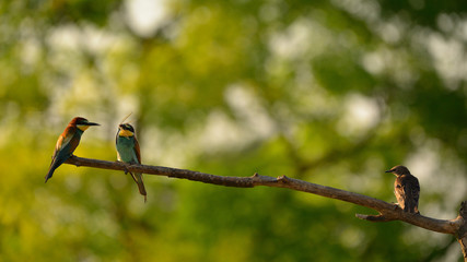 European bee-eater (Merops apiaster) and Common Starling (Sturnus Vulgaris) in natural habitat