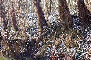 Bare (exposed) roots of a willow tree on the bank of the Danube river at autumn