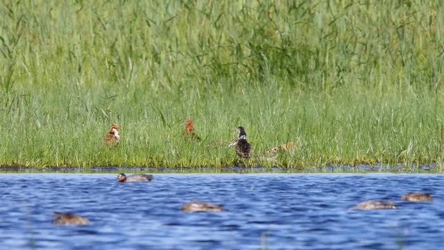Flock of Ruff males, Calidris pugnax, in breeding plumage, foraging in the shallows in the Beka Nature Reserve