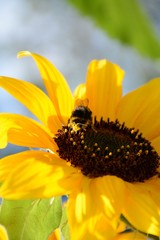  Bumblebee sits in the middle of a large yellow sunflower in summer on a field against a blue sky