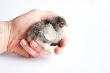 Little chicken in hand. On a white background.
