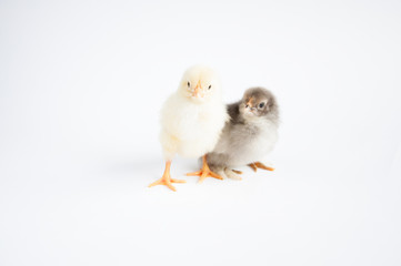 Two little chicken on the white table. On a white background.