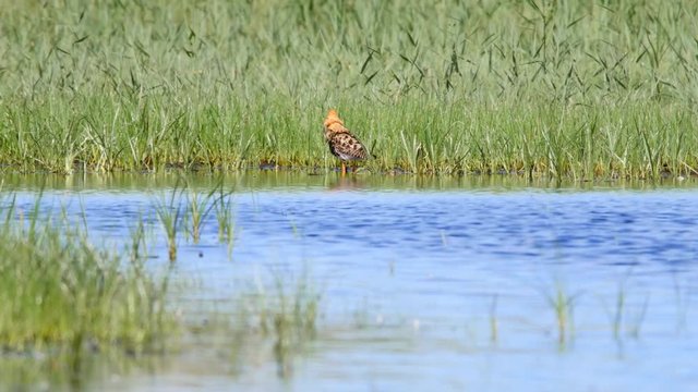 Male Ruff, Calidris pugnax, in orange breeding plumage, foraging in the shallows in the Beka Nature Reserve