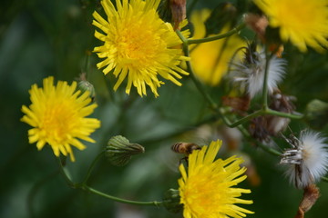  Wild yellow sonchus on blur green background