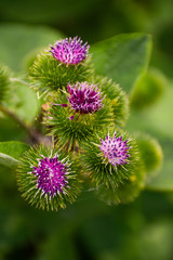  Beautiful green burdock blooms in summer