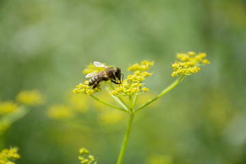 Bee collects nectar on a yellow umbrella flower in summer