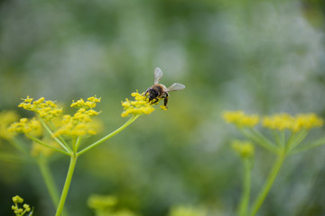 Bee collecting nectar on a yellow flower in summer on a blurred background