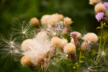 Thistle fluff on green blurred background