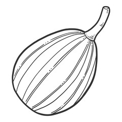 Fresh raw pumpkin. Vector concept in doodle and sketch style.