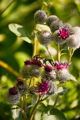  The sun illuminates the beautiful flowers of burdock and bees on them