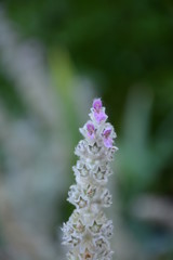 The flower of a stachys  on a blurred green background close up