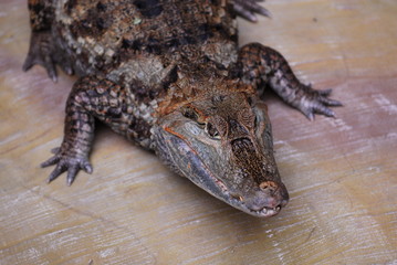 Nice predator crocodile sitting on rock reptile