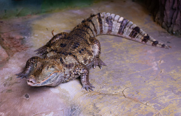 Nice predator crocodile sitting on rock reptile